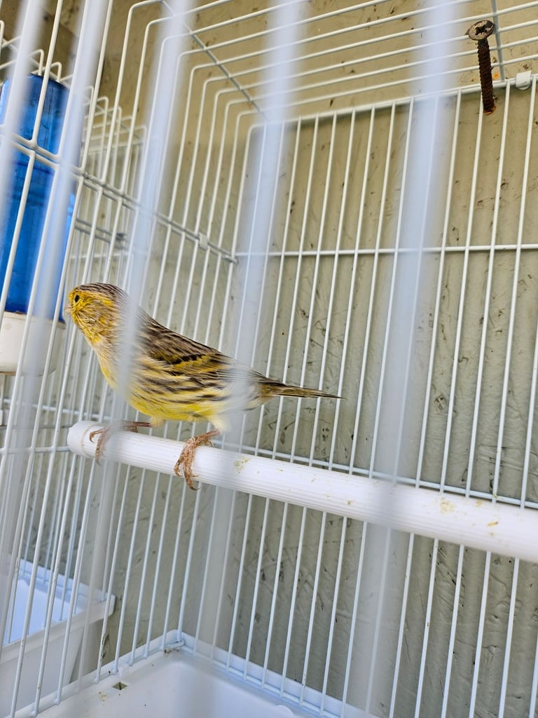 Canary 