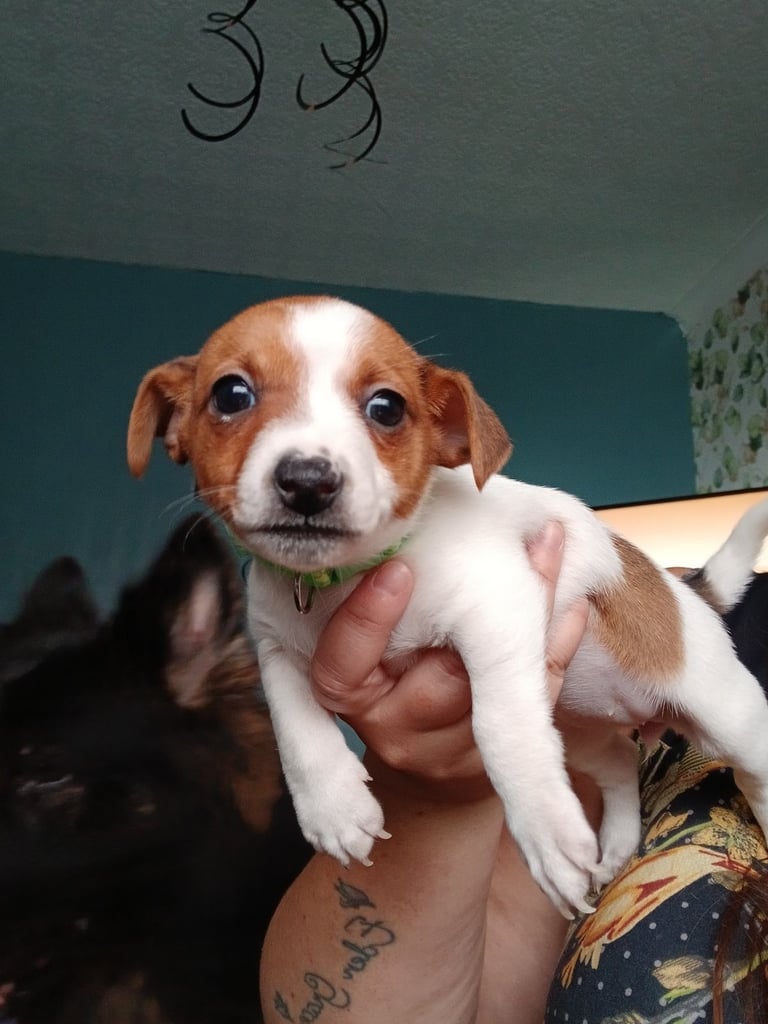 Jack russell 