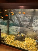 Fish tank with accessories and fish 