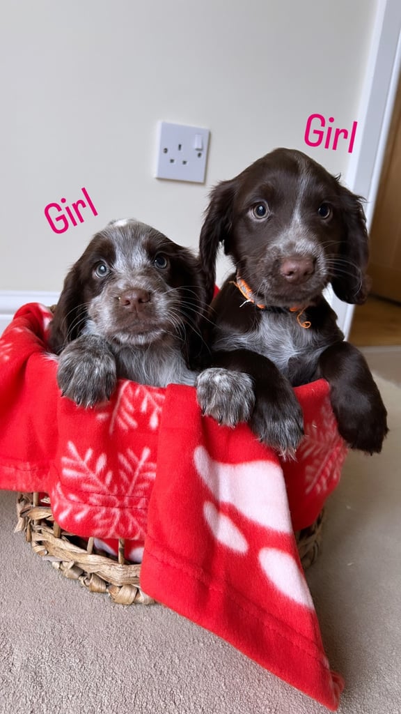 image for Cocker spaniel puppies 
