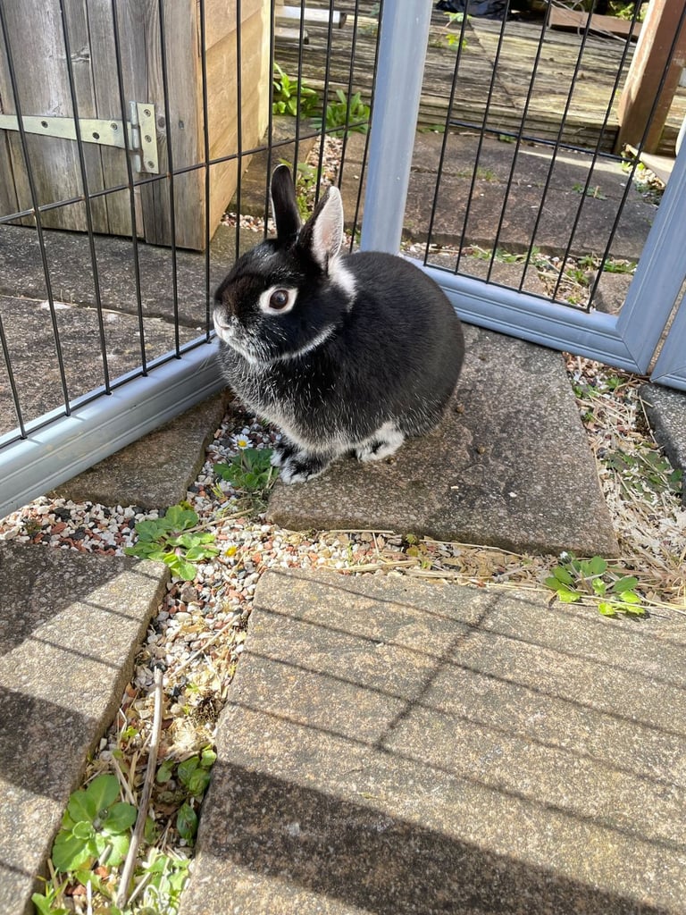 Netherland Dwarf Rabbit, including cage 