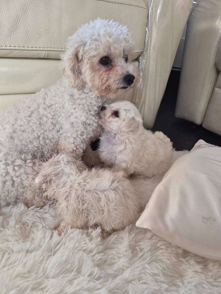 Beautiful little puppies bejan freeze mountains 