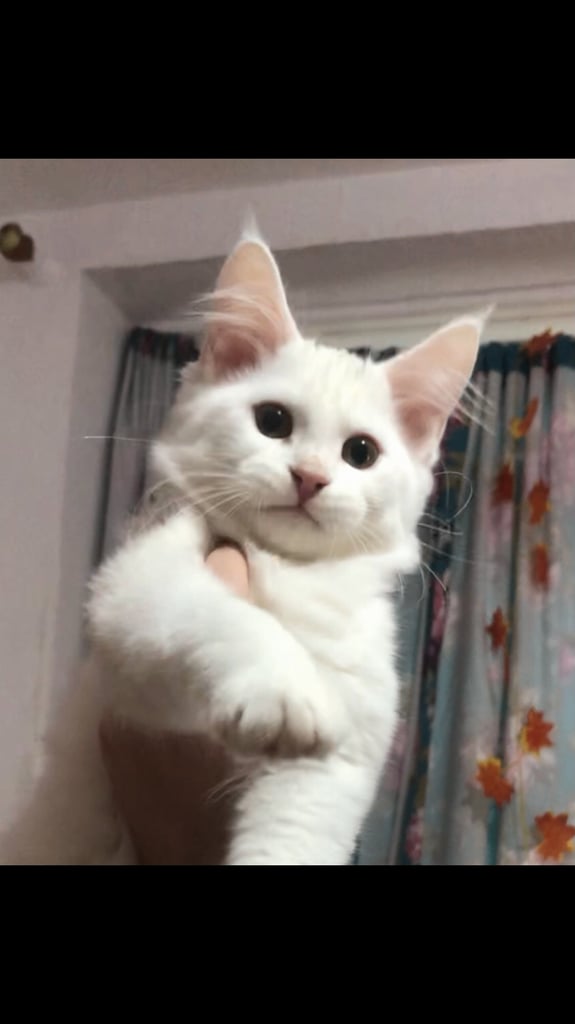 2 Maine coon kittens 