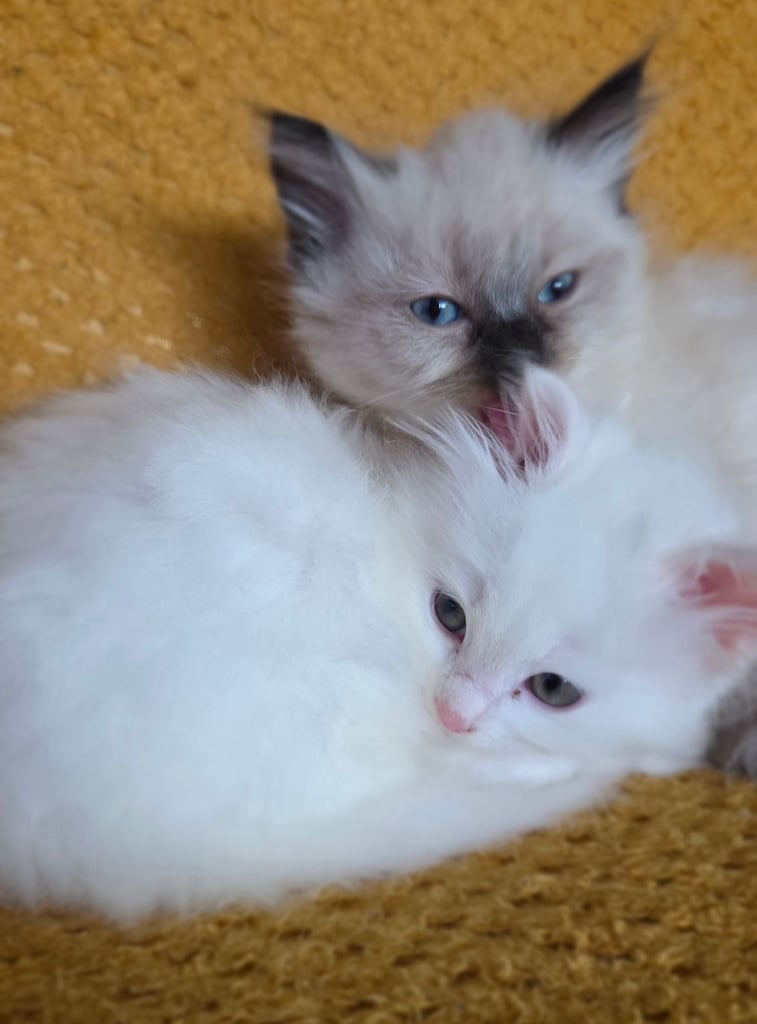 2  kittens Persian X Ragdoll
