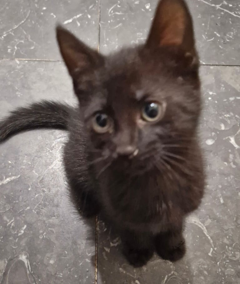 Kittens