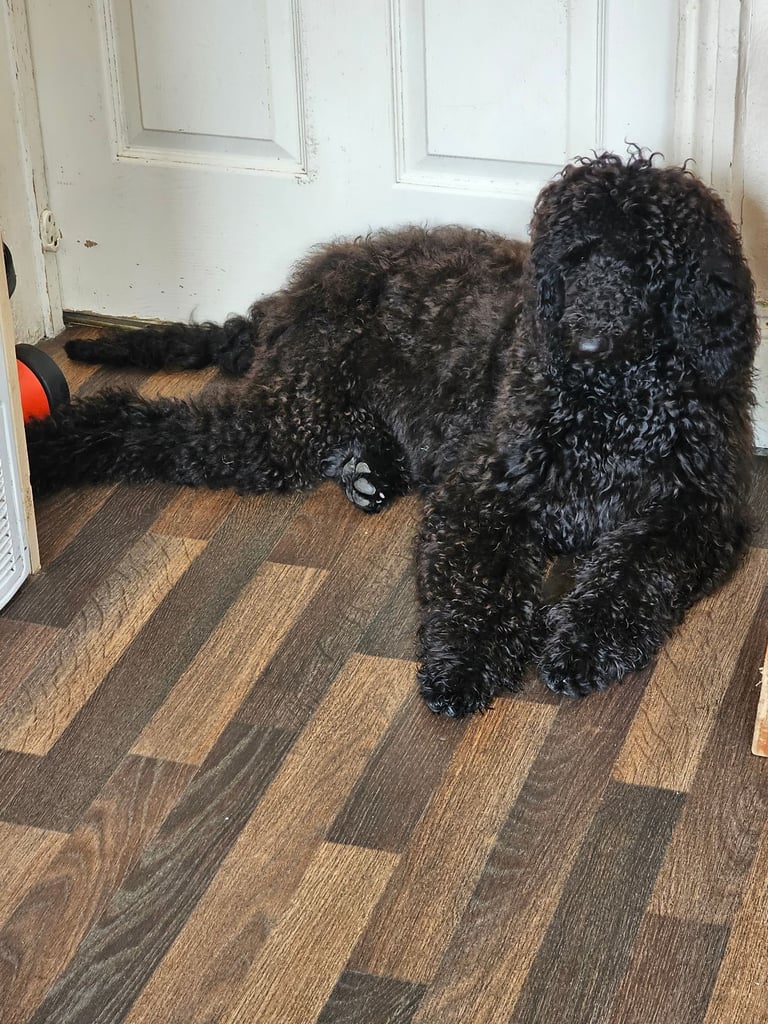 image for Standard poodle 6 months old female