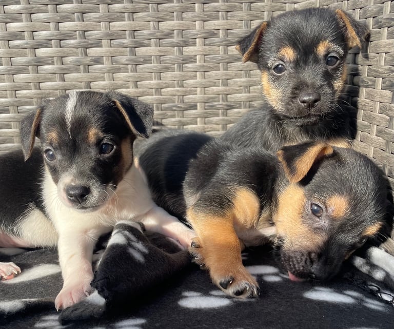 image for BEAUTIFUL JACK RUSSELL PUPPIES 
