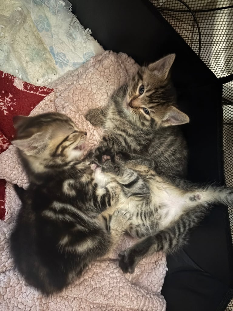 3 gorgeous kittens looking for a loving home. 