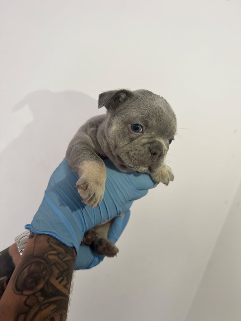 Fluffy/fluffy carrier French bulldogs 