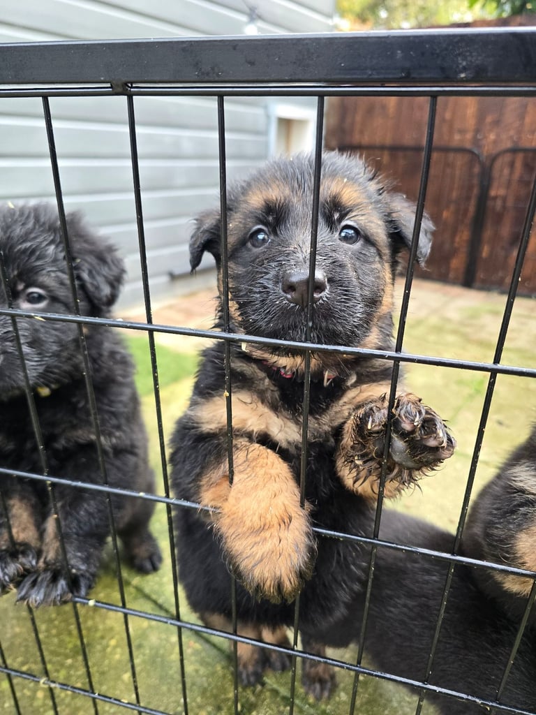 Pure breed German shepherd puppies for sale 