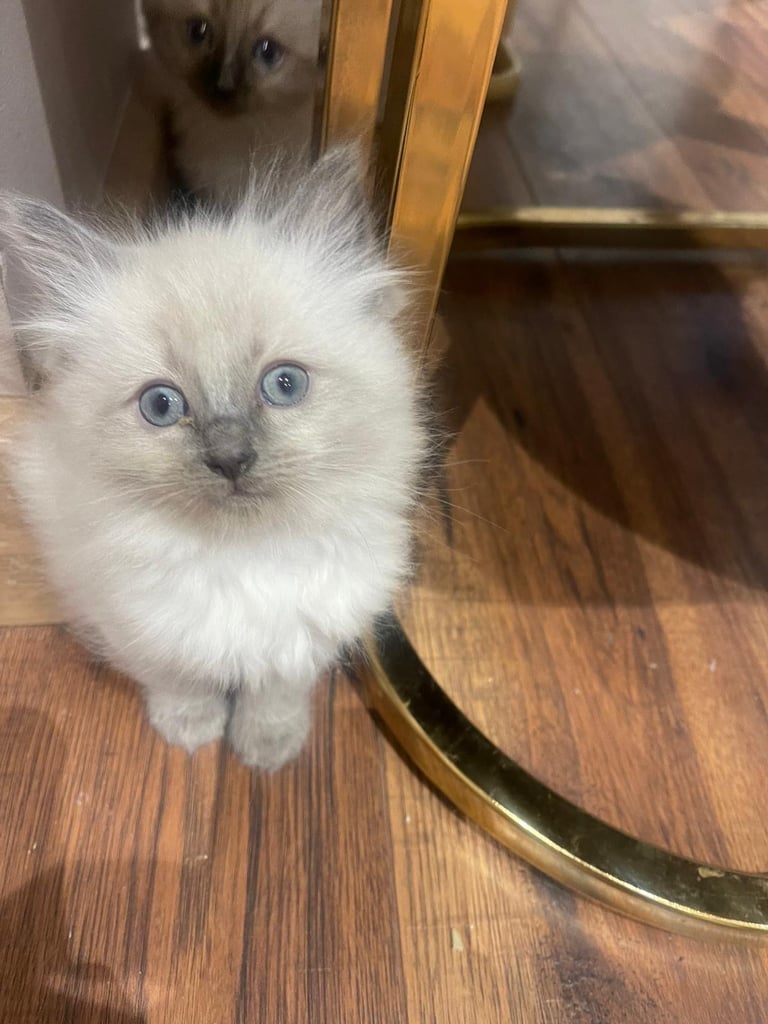 Stunning Ragdoll Kittens Ready to leave💙