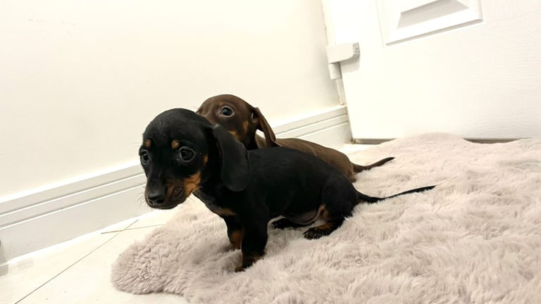 2 Miniature Dachshund Girl Puppies