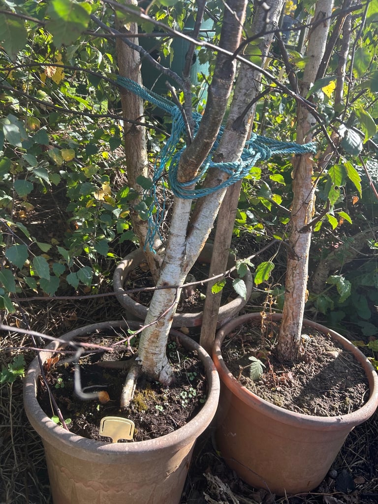 image for Birch trees x3 