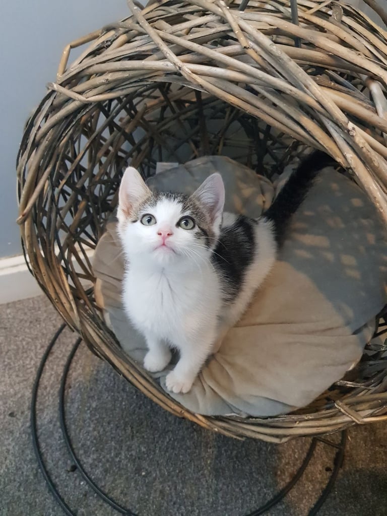 Ragdoll cross Turkish Angora kittens 