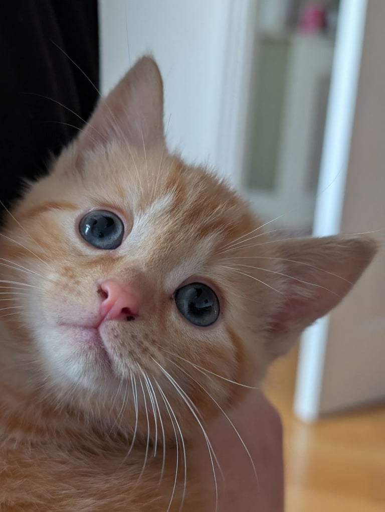 Adorable kittens looking for new homes