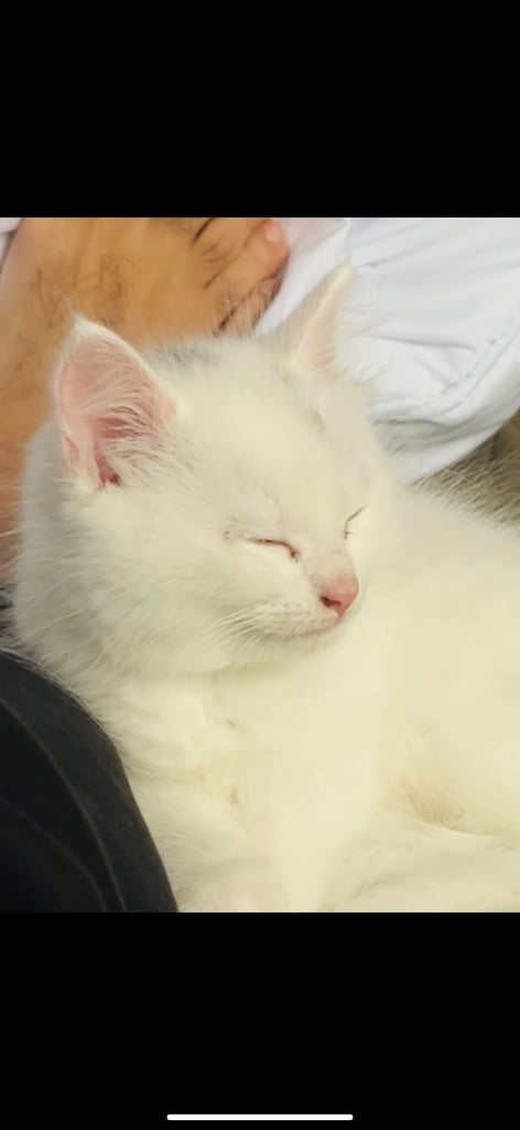 White Kitten 2 months old 