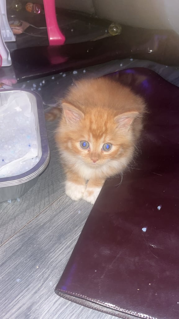 image for Kittens 8 weeks old looking for forever home 