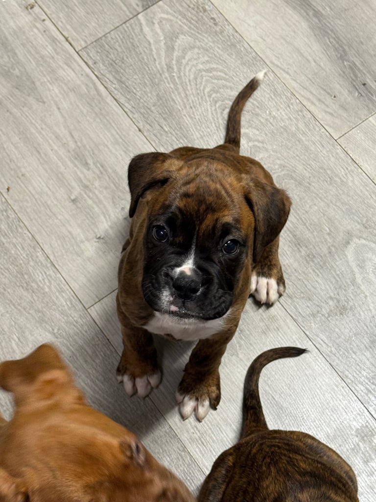 Beautiful boxer puppies 