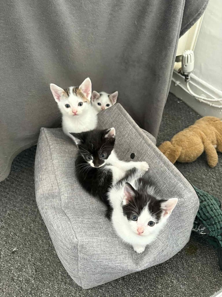 1 kittens 