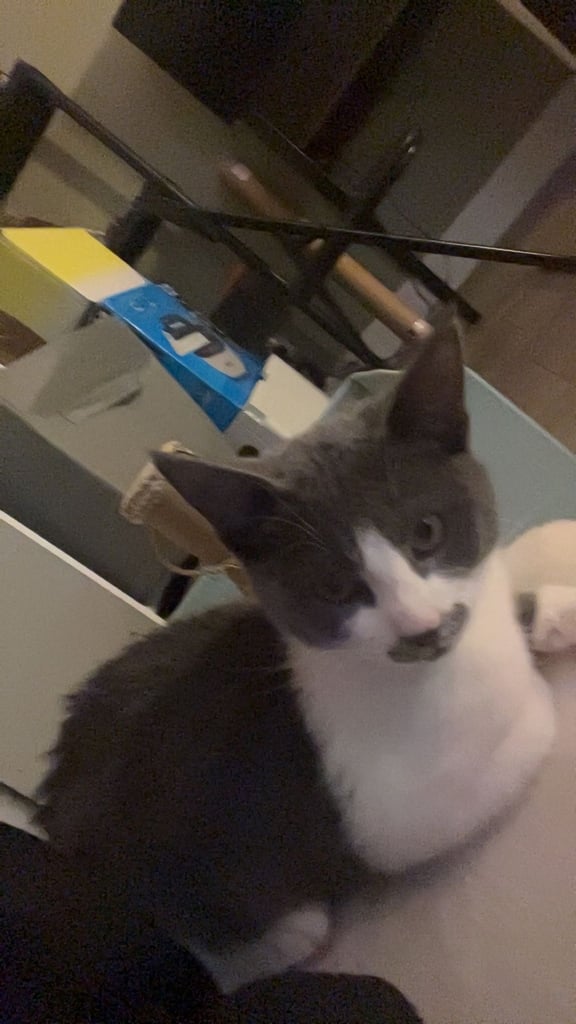 4 month female kitten 