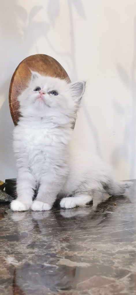 Registered Show Class Siberian kittens 