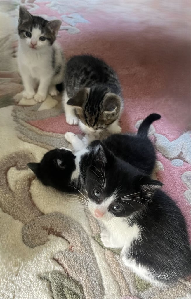 4 Sweet tempered kittens looking for loving homes