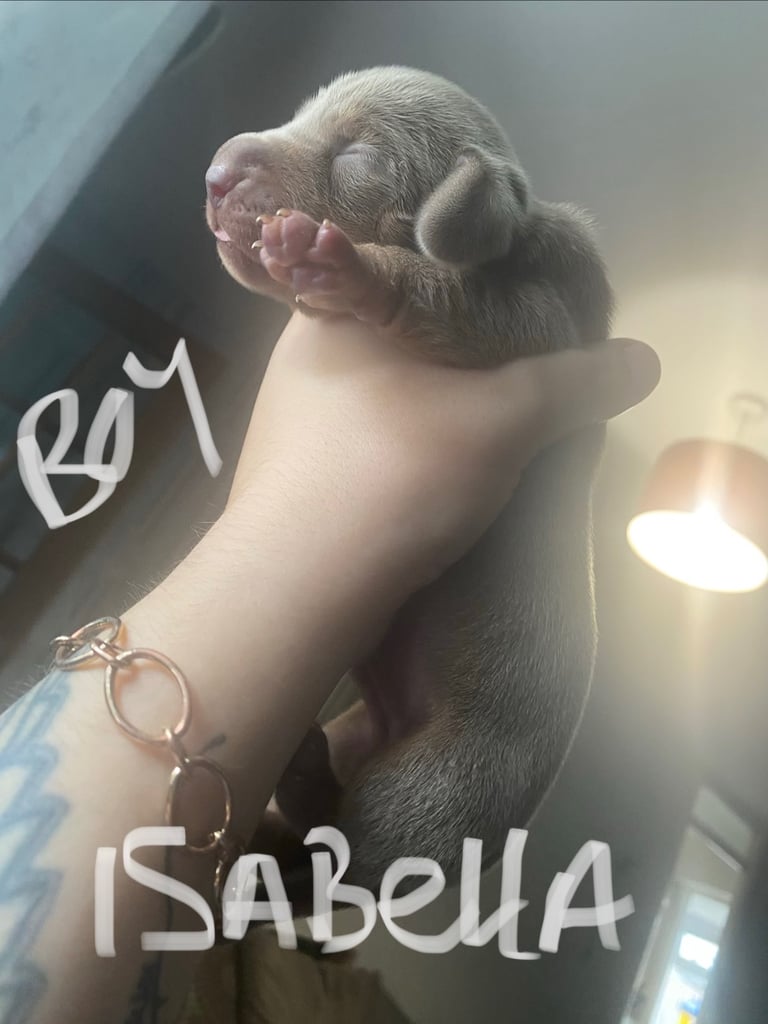 3 male miniature dachshunds