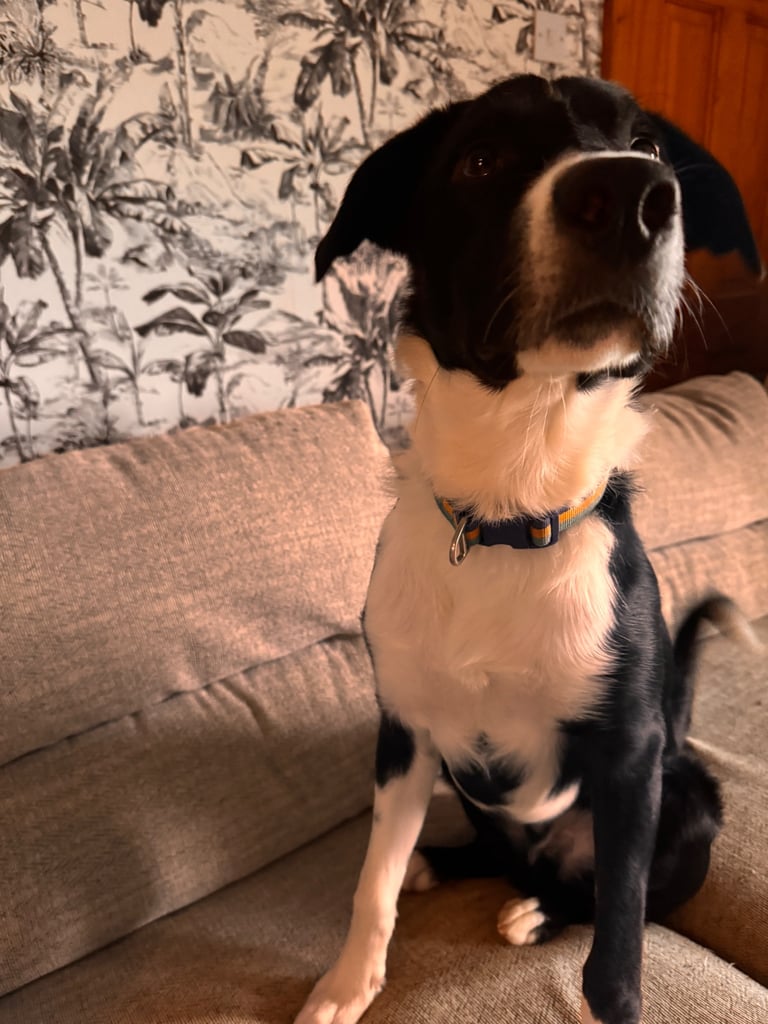 9 month old collie/lab