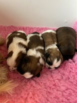 4 Shih Tzu puppies for sale