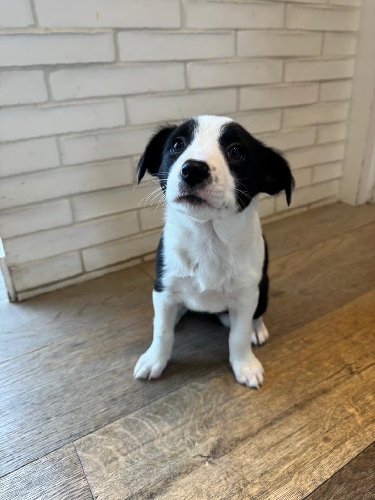 2 x Border Collie Pups for Sale 