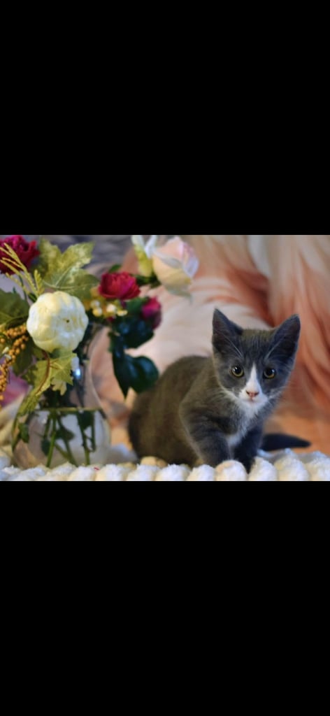 British short hair  x Russian blue 