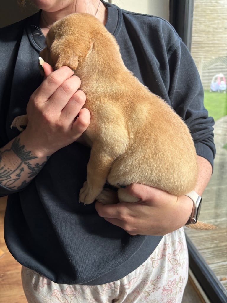 Beautiful Labrador puppies