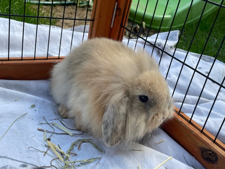 Mini Lion Lop Babies - 1 boy left 