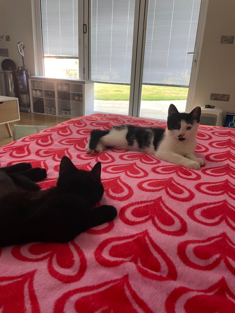 Ozzy & Oscar - Bonded Pair 🐾