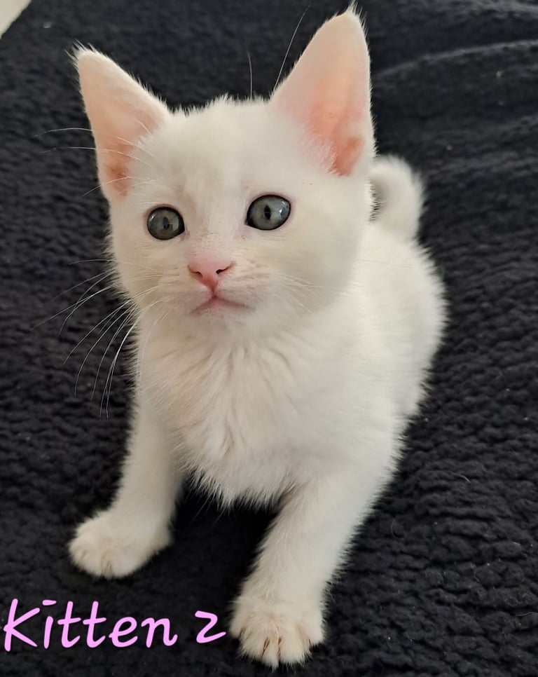 2 Stunning male kitten for sale