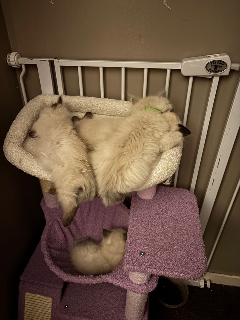 Ragdolls kitten  4 left 
