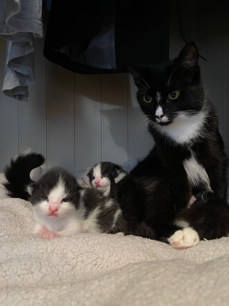 Black and white kitten for sale. 