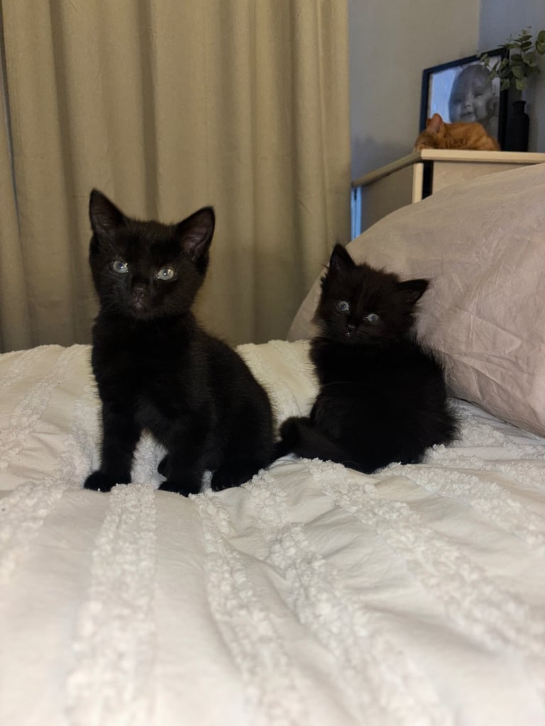 Short hair black kitten