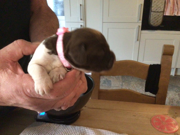 English Springer Spaniel KC Registered Puppies