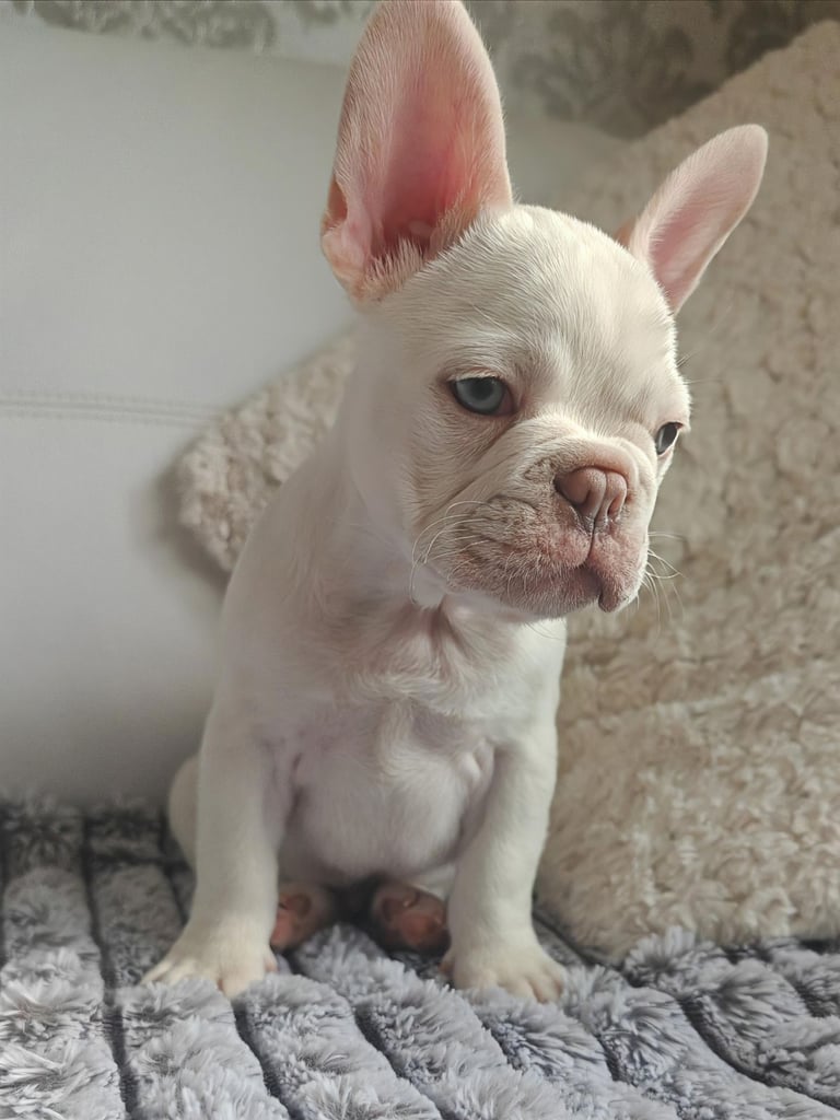 LAST ONE!! PRICE DROP !!PLATINUM MALE Chocolate merle and lilac fluffy carriers french bulldog