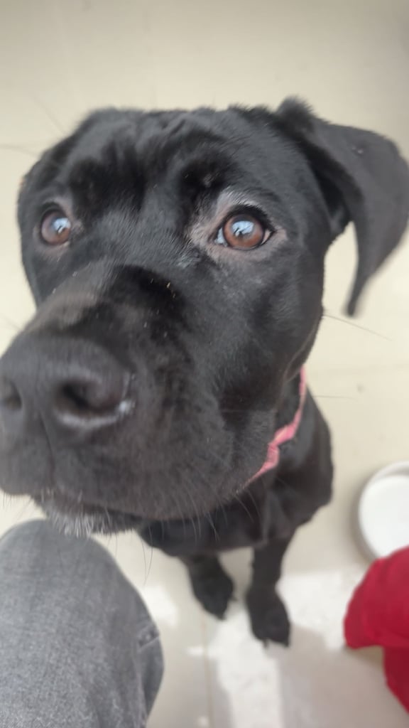 8 month old cane corso 