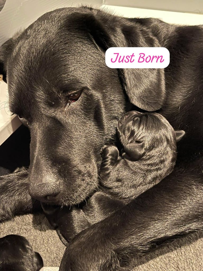 Labrador Retriever Puppies Available Now