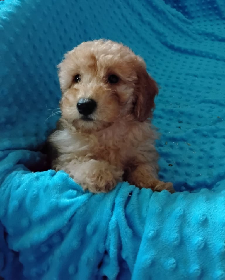 Cockapoo puppies 