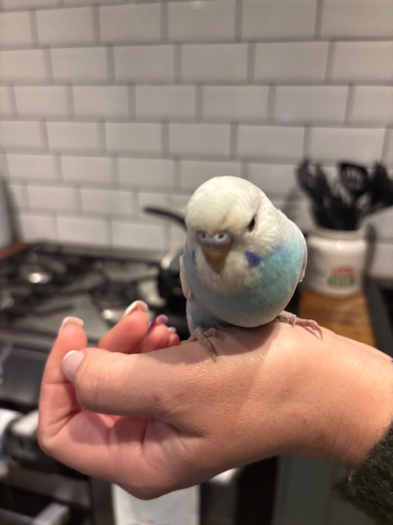 Hand tame budgie & set up(bargain)