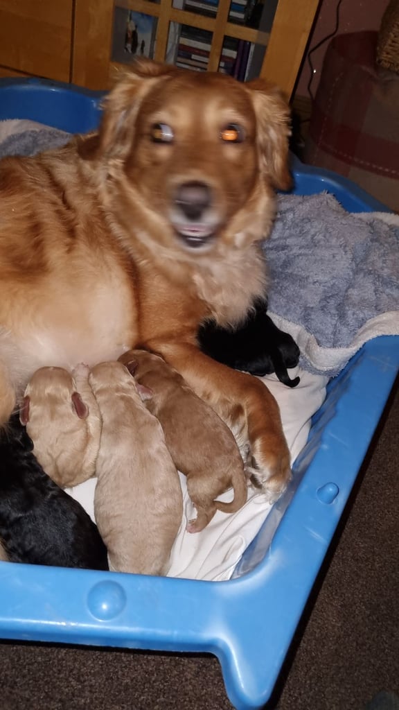 image for Cocker spaniel puppies 