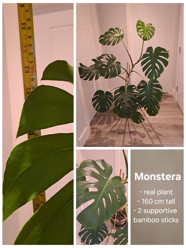 image for Monstera plant (real)