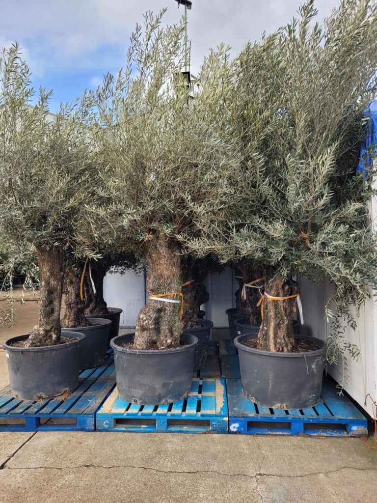Olive tree 