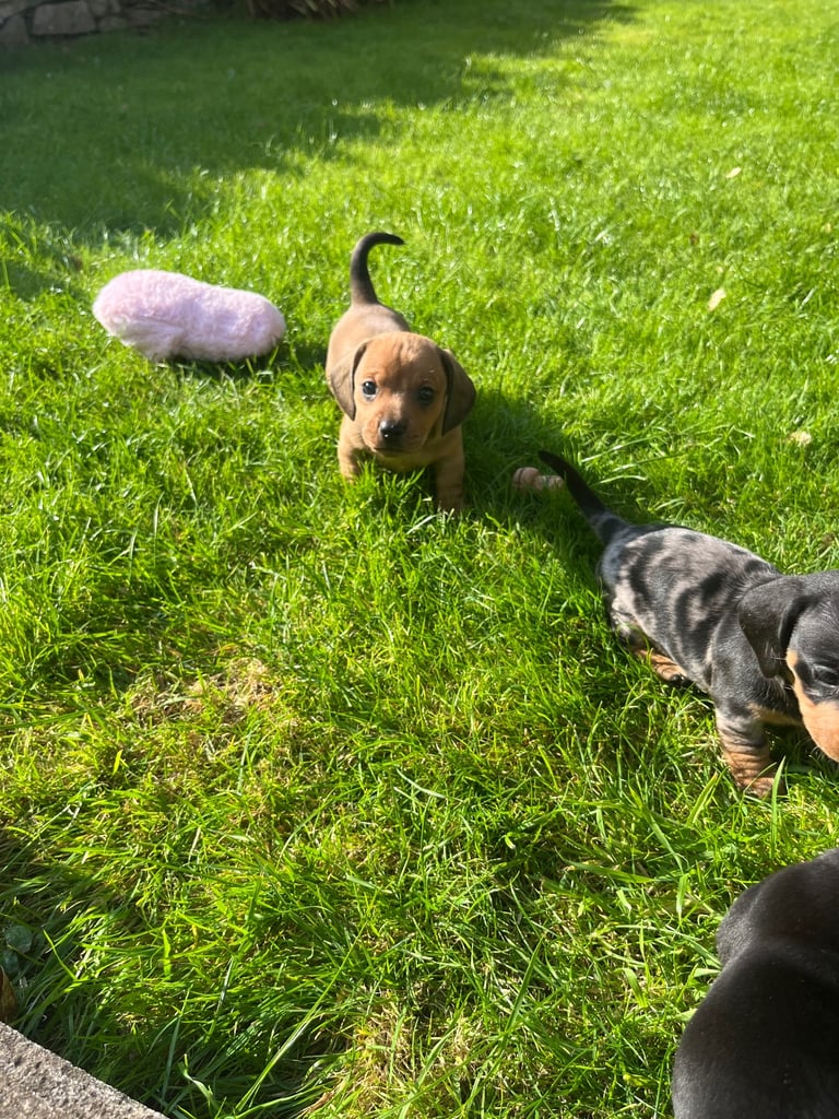 Mini dachshund puppies