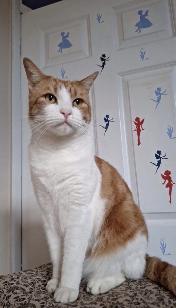 Rehoming 5 year old male cat 