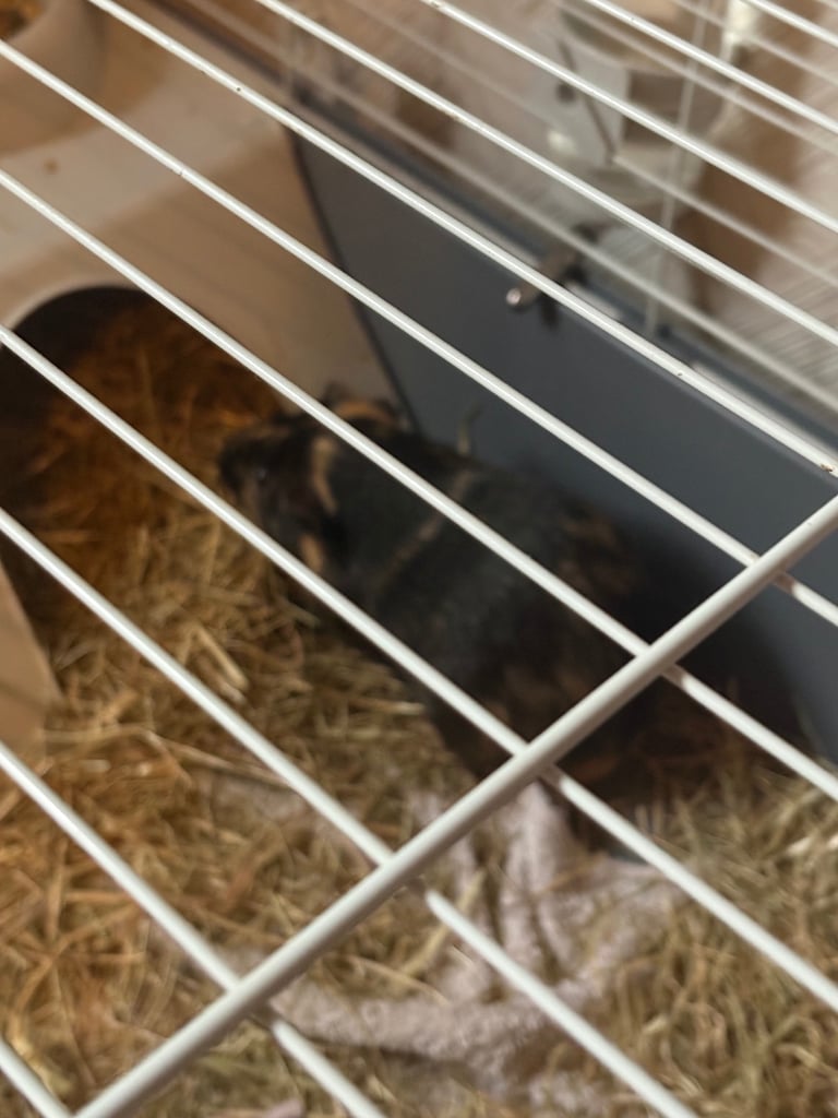 Guinea pigs for sale 